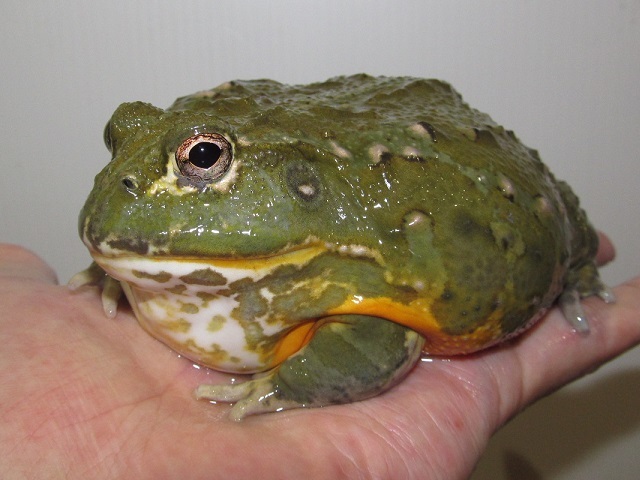金メダルかじってごめんなさい_b0174337_00022711.jpg