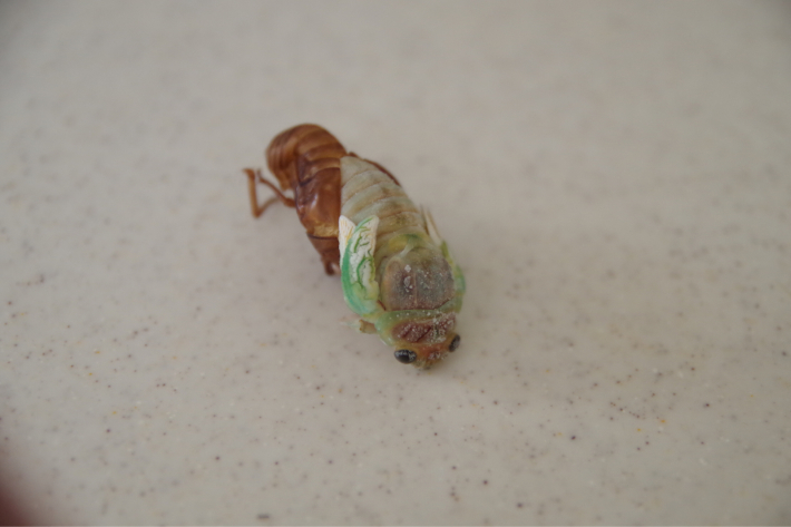 昆虫食 アブラゼミの幼虫を素揚げで食べる どーもボキです Z