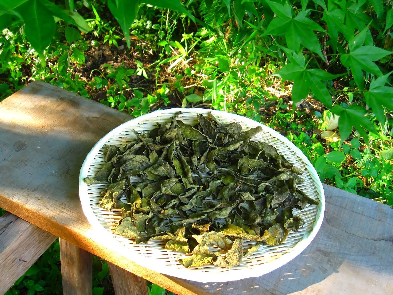 柿の葉茶 庭の柿の木の葉を摘んでお茶を試作してみた 続 蒼月窯だより