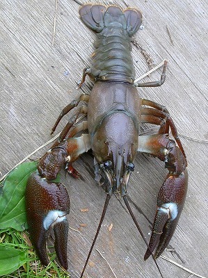 浦幌でウチダザリガニの捕獲体験 本別ブログ ふるさと 東京本別会 浦幌でウチダザリガニの捕獲体験 本別ブログ ふるさと 東京本別会