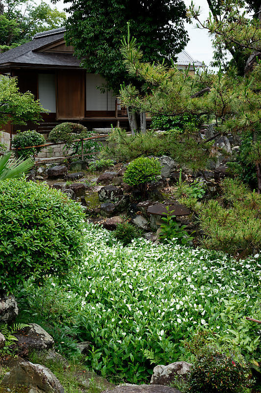 四季の花達 半夏生@大庄屋 諏訪家屋敷_f0032011_16541174.jpg
