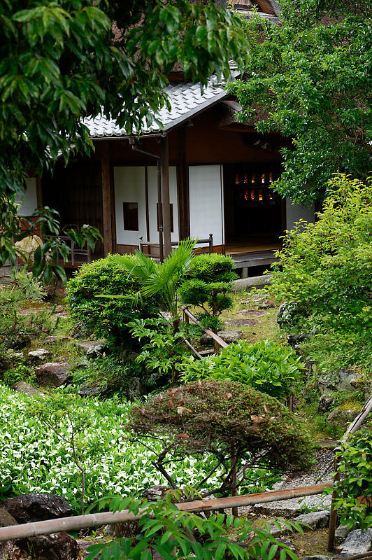 四季の花達 半夏生@大庄屋 諏訪家屋敷_f0032011_16562972.jpg
