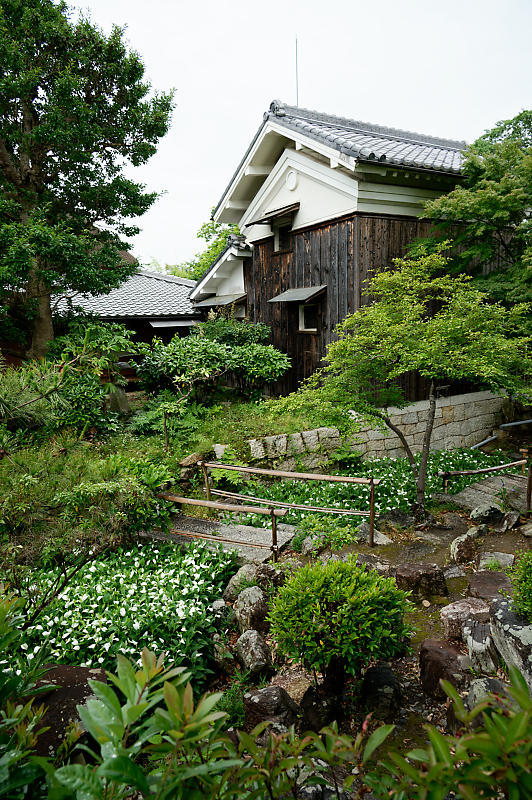 四季の花達 半夏生@大庄屋 諏訪家屋敷_f0032011_16563090.jpg