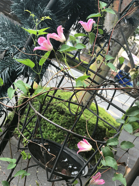 ネロの夏は 花盛り 美容室ネロ オフィシャルブログ
