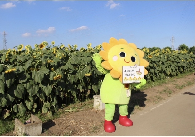 野木町：ひまわりフェスが終わっていて残念な自分と花_b0355217_06242960.jpg