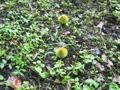 利平栗 今年も農薬不使用で育てます!生理落下の様子(2021) 収穫及び出荷は9月中旬からの予定!_a0254656_17562672.jpg