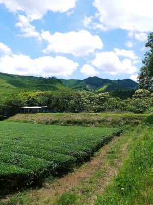利平栗 今年も農薬不使用で育てます!生理落下の様子(2021) 収穫及び出荷は9月中旬からの予定!_a0254656_17595451.jpg