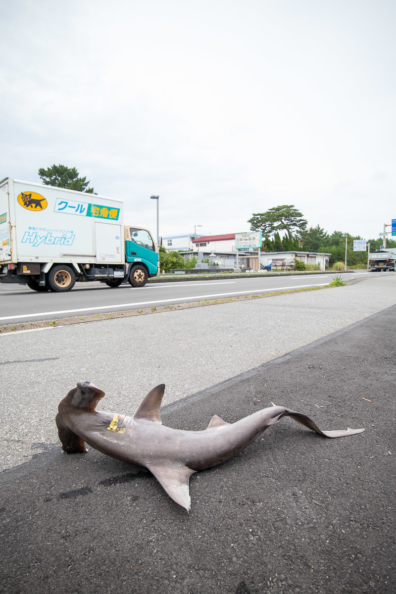 桂浜花街道で シュモクザメ にゃお吉の高知競馬 応援写真日記 A 高知の美味しいお店
