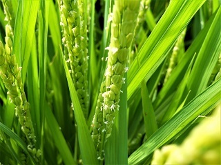 イネに穂が出る花が咲く やすうら夢工房ブログ