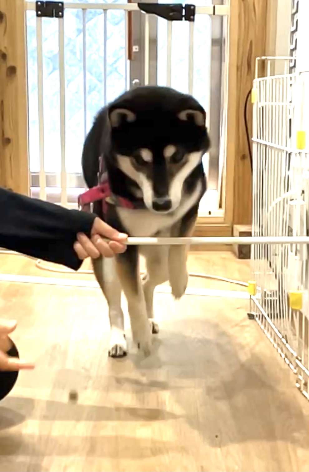 トレーニングブログ_f0357682_11580564.jpeg