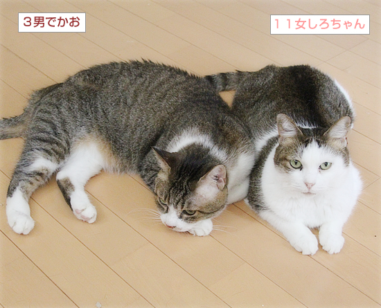 元祖・兄妹の最近_a0389088_16483333.jpg