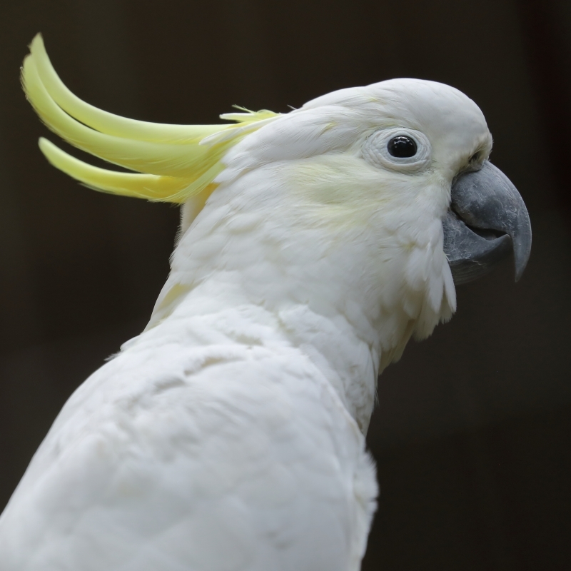 オーストラリアの鳥は 白 パステルカラー 黒と色彩が豊か 旅プラスの日記