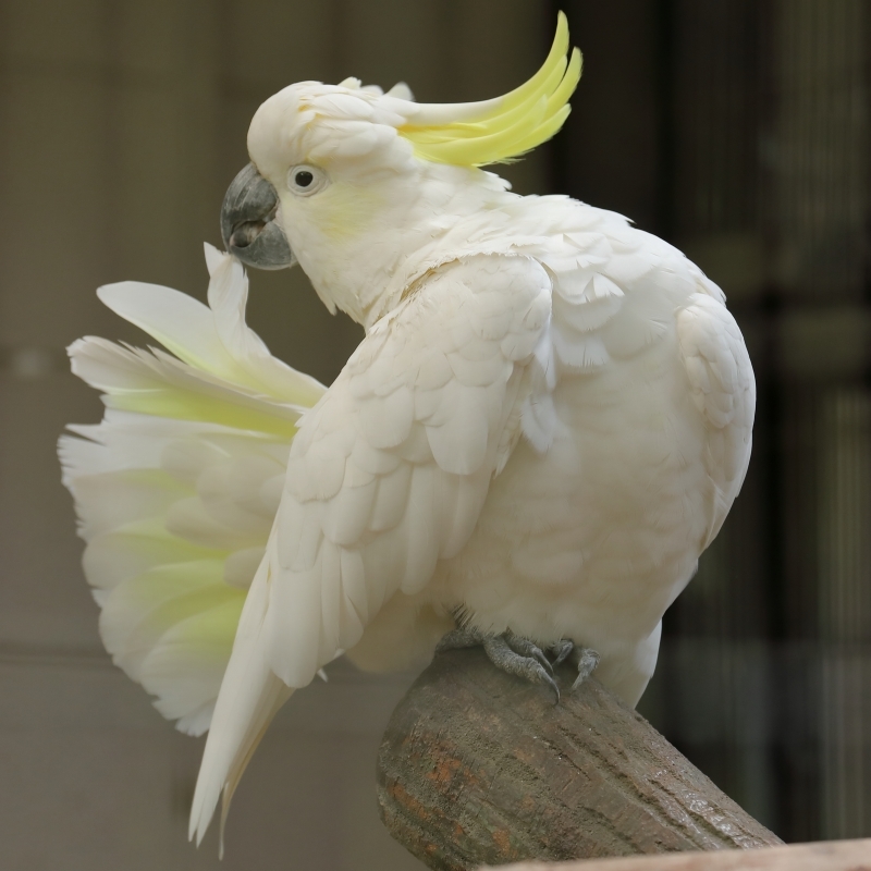 オーストラリアの鳥は 白 パステルカラー 黒と色彩が豊か 旅プラスの日記