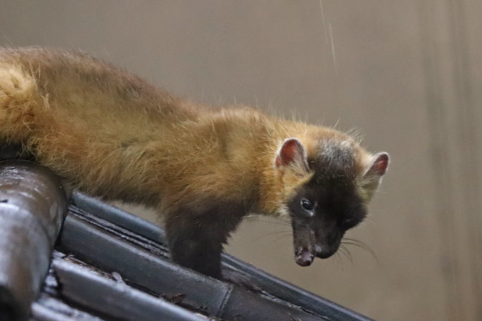 自分の尻尾を追いかけるホンドテン カピバラ母娘 ルナ リオ 井の頭自然文化園 June 続々 動物園ありマス