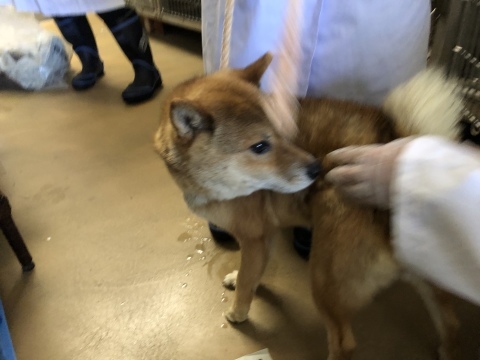 _f0078320_13105461.jpeg