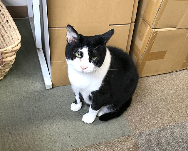 アトリエキースといえば猫。猫といえばアトリエキース。_d0402639_16165658.jpg