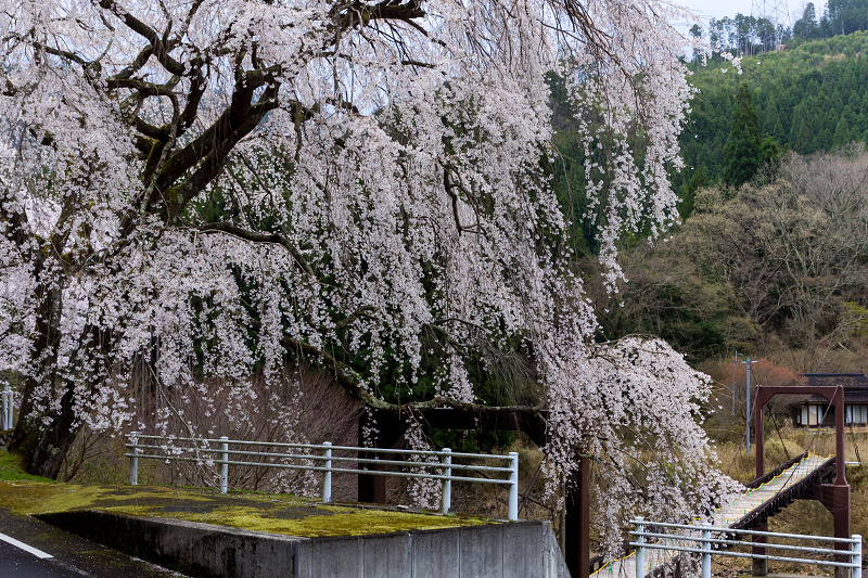 🌸5枚花弁の枝垂れ桜🌸「🌸喜多方日中線しだれ桜🌸」のアルバム