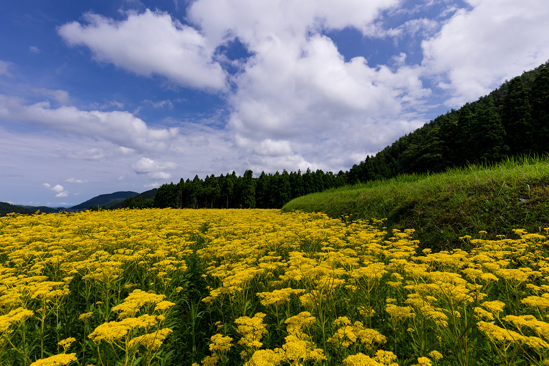 2021夏の花畑　盆花オミナエシ咲く里（右京区越畑）_f0155048_14570239.jpg