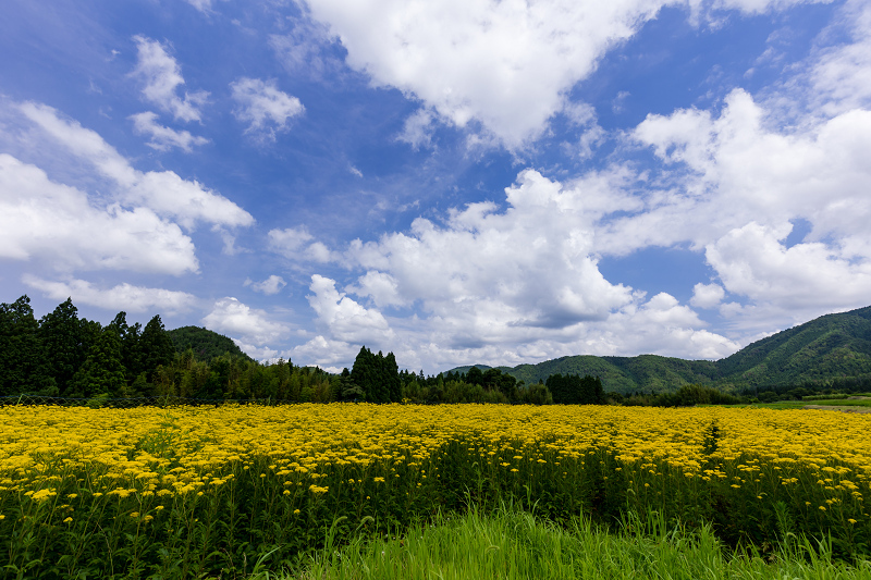 2021夏の花畑　盆花オミナエシ咲く里（右京区越畑）_f0155048_15024543.jpg