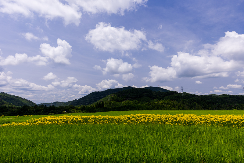 2021夏の花畑　盆花オミナエシ咲く里（右京区越畑）_f0155048_15042322.jpg