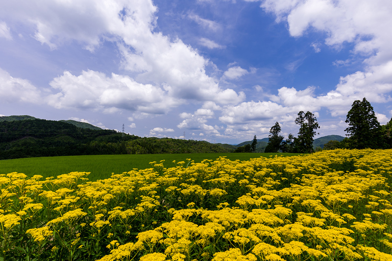 2021夏の花畑　盆花オミナエシ咲く里（右京区越畑）_f0155048_15042779.jpg