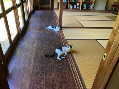 8月営業日のお知らせ_b0340858_10120934.jpg