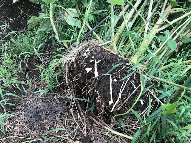 台風一過、里芋・生姜は明、菊芋は暗8・9_c0014967_13370193.jpg