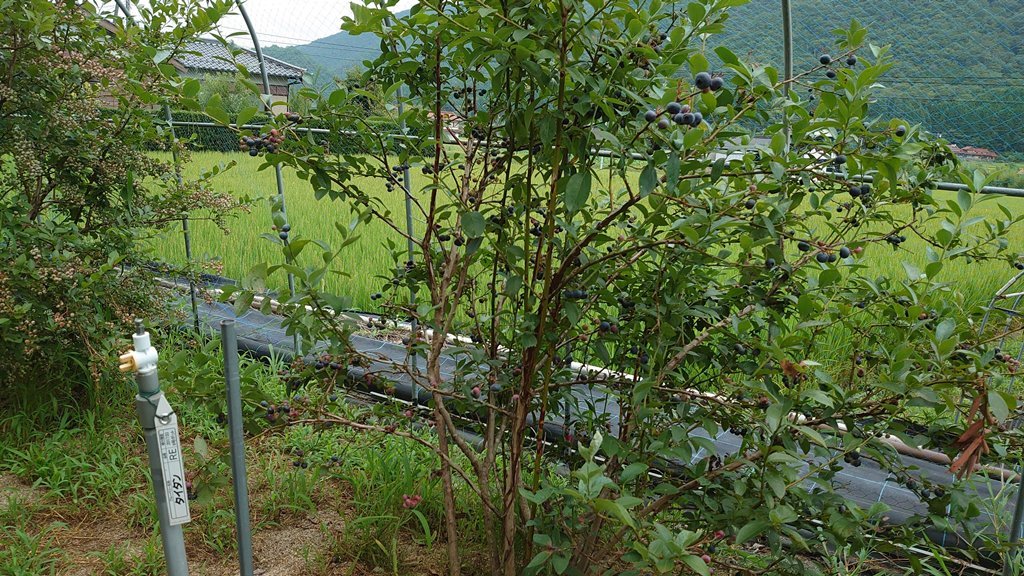 2021 露地植えブルーベリーの状態と収穫 in 周南市_d0358272_22322851.jpg