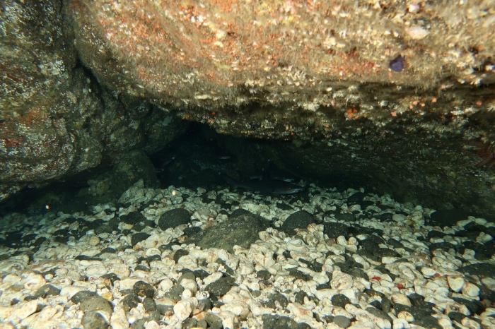 210809 小さい秋見つけた_a0335173_18110109.jpg