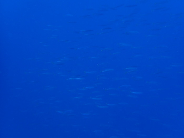 210809 小さい秋見つけた_a0335173_18281543.jpg