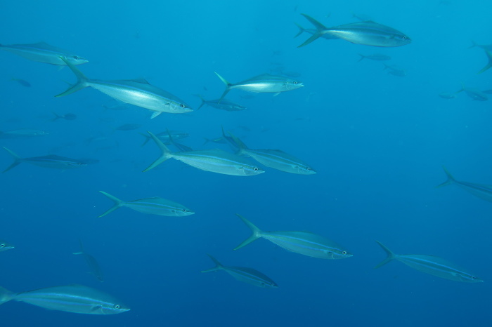 210809 小さい秋見つけた_a0335173_18385186.jpg