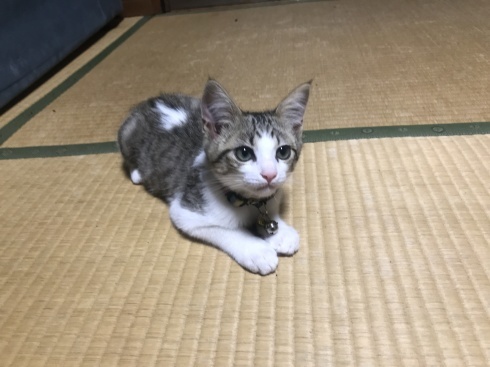 台所立ち入り禁止 : トルコ子育て生活