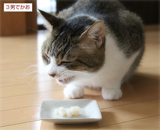 ホタテ祭りの行く末は・・・_a0389088_19283189.jpg
