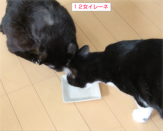 ホタテ祭りの行く末は・・・_a0389088_19283192.jpg