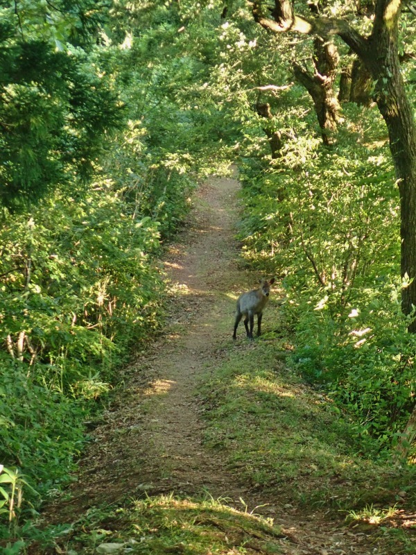 観音様の帰りにはカモシカと遭遇！_c0336902_17285097.jpg