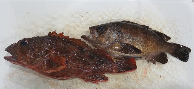 新潟発 キジハタ メバル釣り 新潟発 キジハタ メバル釣り