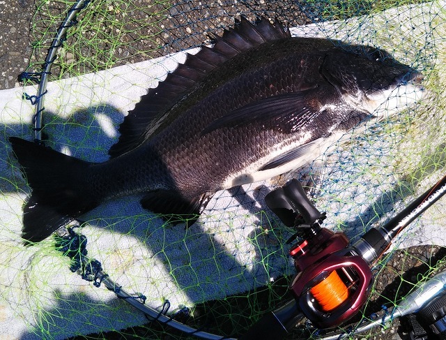 新潟発 キジハタ メバル釣り
