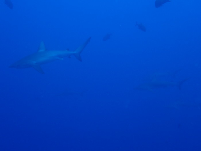 210810 父島列島周遊_a0335173_19022956.jpg