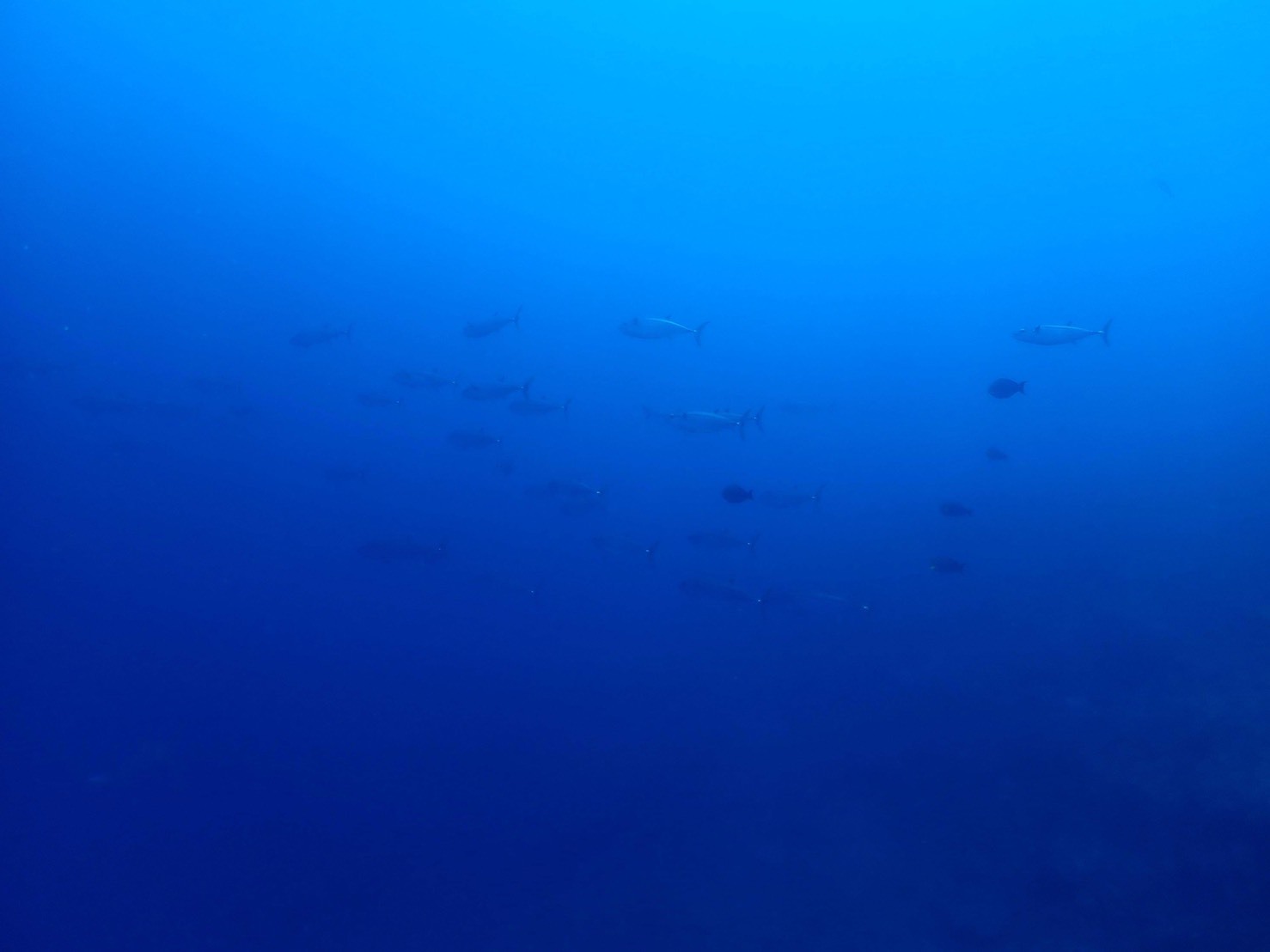 210810 父島列島周遊_a0335173_19025996.jpg