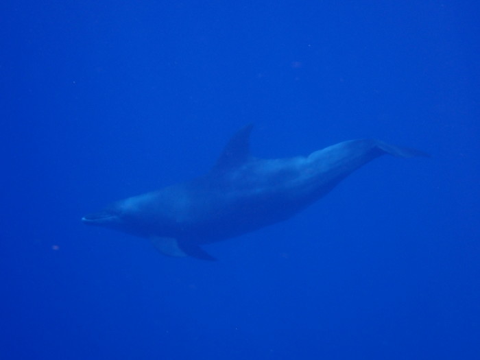 210810 父島列島周遊_a0335173_19103236.jpg
