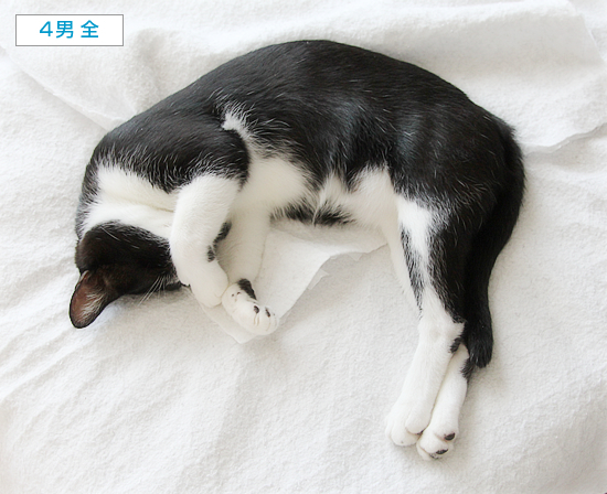 むすんで、ひらいて_a0389088_16265571.jpg