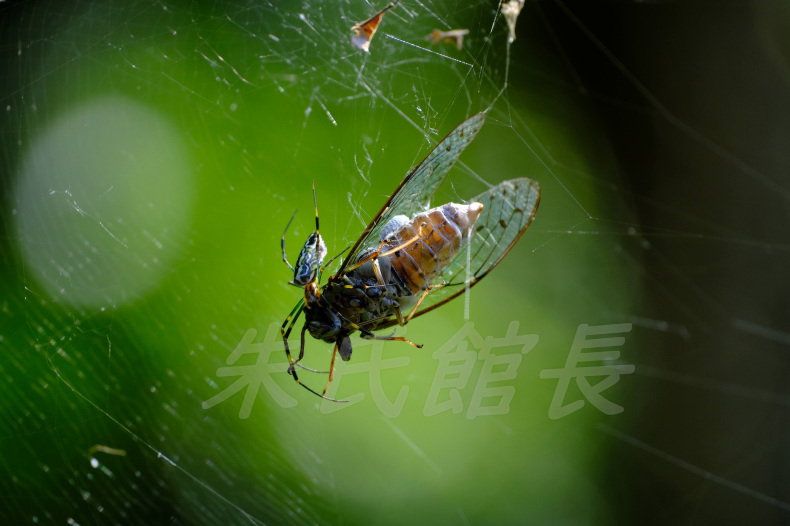 この蜘蛛 只者ではないッッ ありのまま博物館 この蜘蛛 只者ではないッッ ありのまま博物館