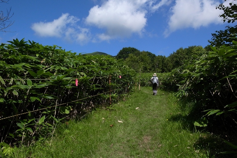 写万部山 （共立コース）_a0270291_22534857.jpg