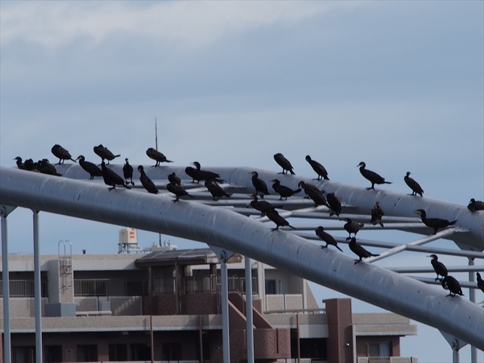 水鳥を撮りました。_e0391491_22333387.jpg