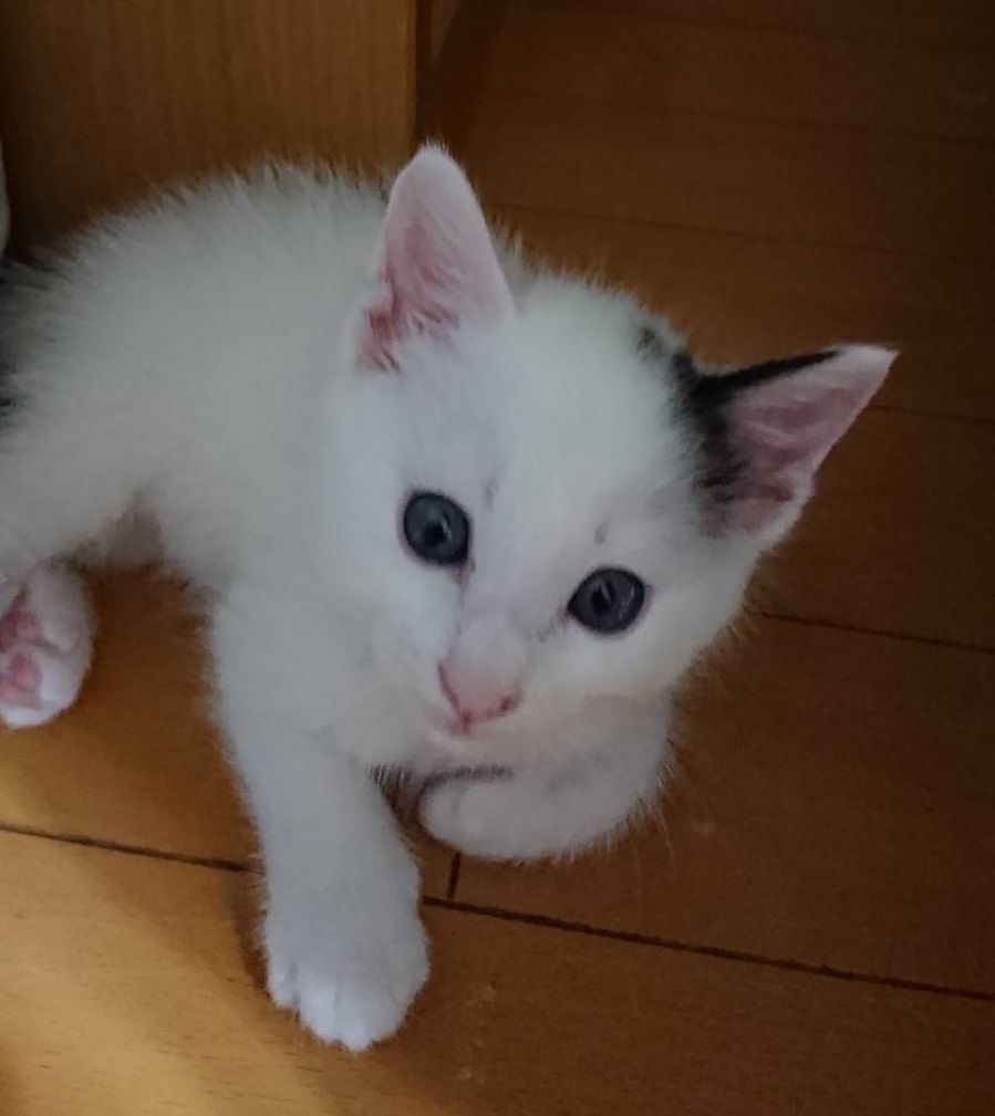 ちゅー猫 そのアホ猫の系譜 きみもジャイアン Npo法人 府中猫の会