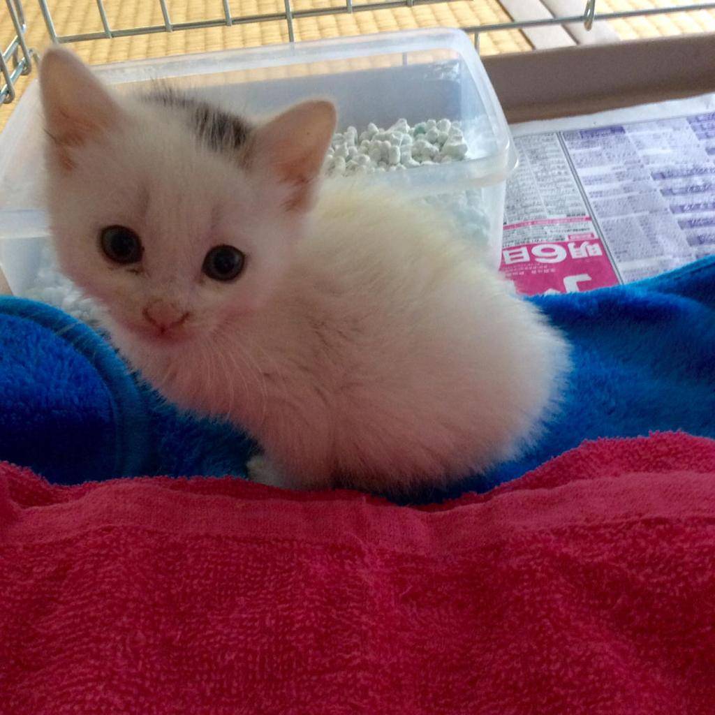 ちゅー猫 そのアホ猫の系譜 きみもジャイアン Npo法人 府中猫の会