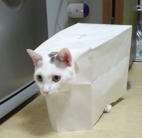 ちゅー猫 そのアホ猫の系譜 きみもジャイアン Npo法人 府中猫の会 ちゅー猫 そのアホ猫の系譜 きみもジャイアン Npo法人 府中猫の会