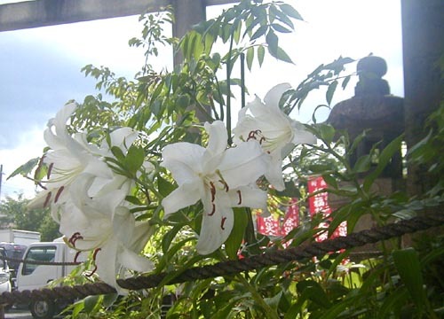 ●神社の造形―六孫王神社_d0053294_15172425.jpg
