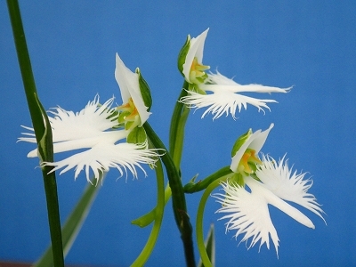 さぎ草展が始まりました 手柄山温室植物園ブログ 山の上から花だより