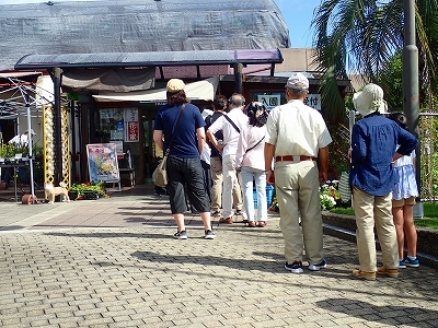 さぎ草展が始まりました_f0203094_13293928.jpg